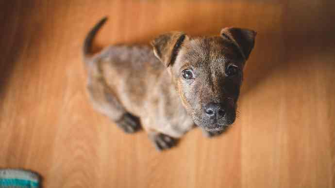 Puppy socialisatie