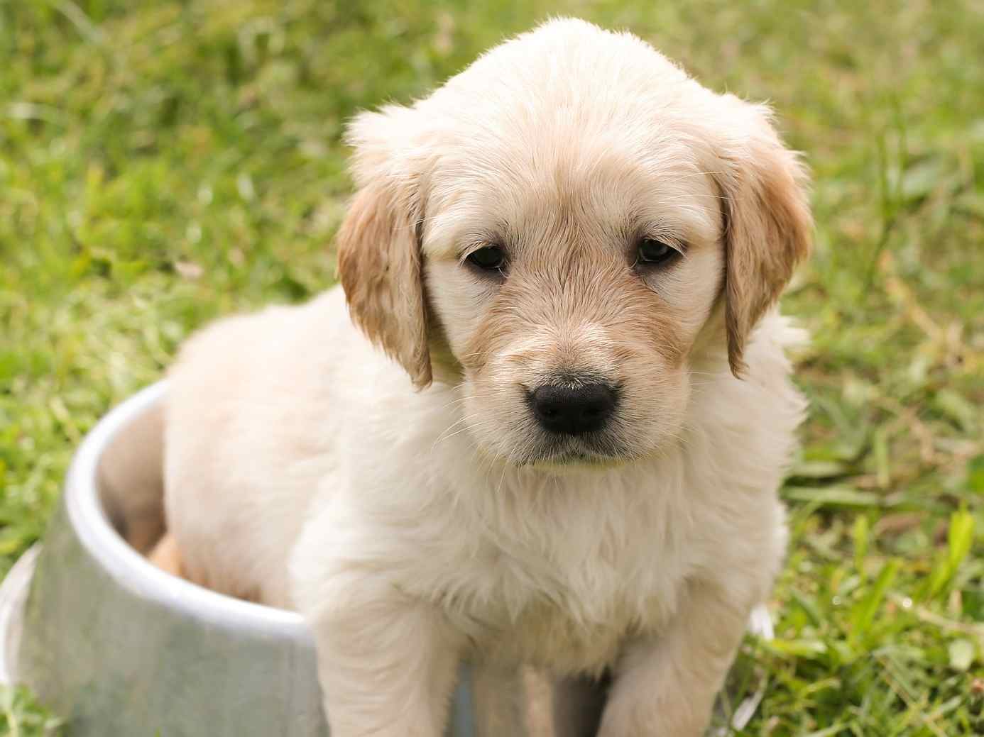 Puppy opvang